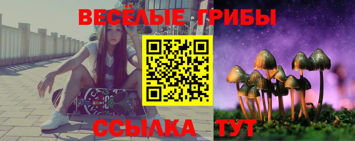 Галлюциногенные грибы Psilocybine cubensis Горно-Алтайск